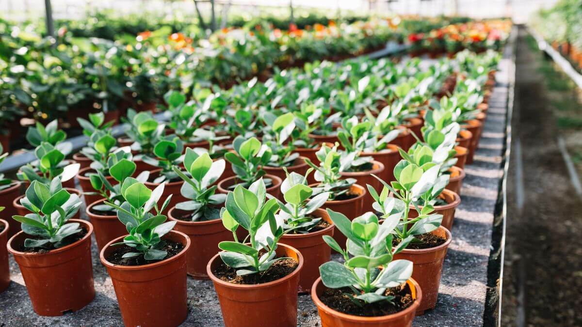 plants - industries